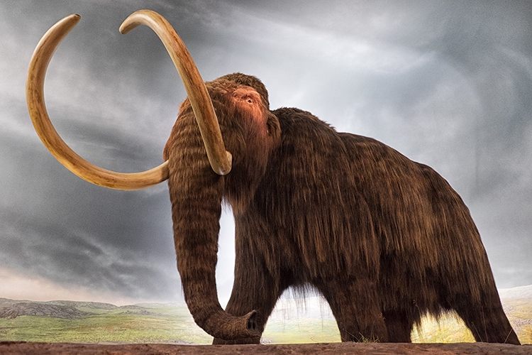 A Mammoth during the Stone Age 